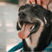 CONVIVENCIA CON MASCOTAS EN PROPIEDAD HORIZONTA: DERECHOS, DEBERES Y NORMATIVAS