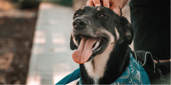 CONVIVENCIA CON MASCOTAS EN PROPIEDAD HORIZONTA: DERECHOS, DEBERES Y NORMATIVAS